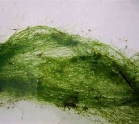 Image result for alguesr
