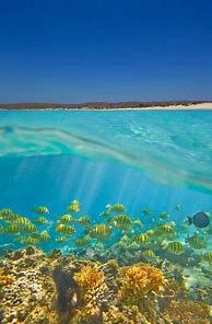 Image result for sandy island, western australia