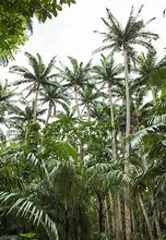 Image result for Growing Palm Trees