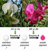 Image result for Epistasis in Plants