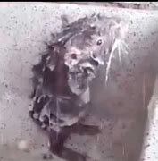 Image result for Rat Shower Meme