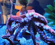 Image result for Mean Octopus