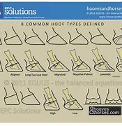 Image result for Types of Hooves