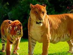 Image result for Liger Next to Tiger