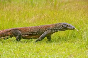 Image result for Komodo Dragon Walking