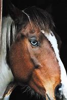 Image result for Paint Horse Pony