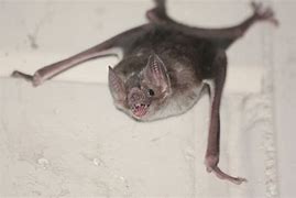 Image result for Vampire Bat