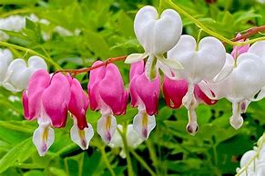 Image result for Maine Native Plants