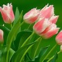 Image result for May Flowers Wallpaper for iPhone 13
