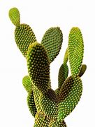 Image result for Cactus Pictures Free