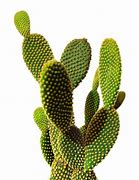 Image result for White iPhone 13 Case Cactus
