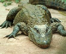 Image result for Chinese Alligator