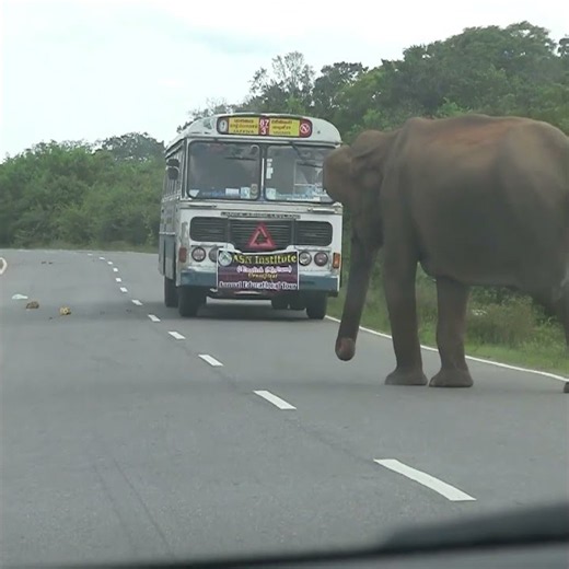 Wild elephant that stops vehicles #elephant