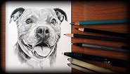 Pit Bull Dog Sketch - How to draw a pitbull