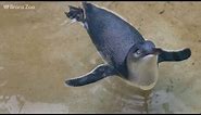 Cutest Little Penguin Hatches For First Time In Zoo's 120-Year History