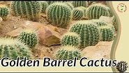 GOLDEN BARREL CACTUS Information and Growing Tips! ( Echinocactus grusonii) 🌵🌵🌵