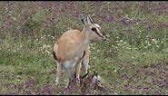 Traumatic birth of Thomson's gazelle in Ngorongoro Crater, Tanzania.