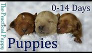 Newborn Puppies: Birth to 2 Weeks