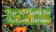 The 10 Best Plants for Autumn Berries!