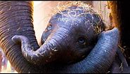 DUMBO "Baby Elephant" Clip