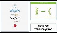 Reverse Transcription Process || Reverse Transcriptase || cDNA Synthesis