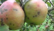 Spots on my apples-a message to Joni Mitchell