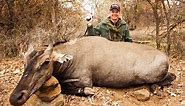 10mm auto giant Nilgai antelope hunt. Razor Dobbs handgun hunting.
