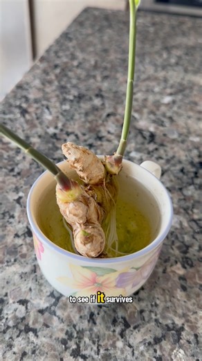 How to grow ginger from the grocery store 🫚 | Growithjessie