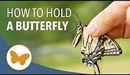 How to Hold a Butterfly Without Hurting Its Wings