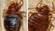 Bat Bugs vs. Bed Bugs: What's the Difference?