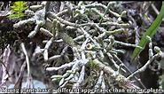 Cacti in the Atlantic Rainforest
