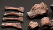 Red Lady of Paviland: Campaign to return 33,000-year-old human skeleton to Swansea