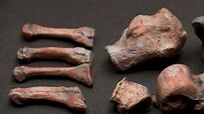 Red Lady of Paviland: Campaign to return 33,000-year-old human skeleton to Swansea