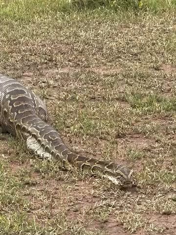 Silent. Deadly. The colossal rock python moves with unstoppable force after swallowing its gazelle prey in the heart of the Serengeti. Nature’s raw power on full display… 🐍🦌 #SerengetiSafari #WildlifeDrama #NatureUnleashed #PythonVsGazelle #PredatorAndPrey #EpicNature