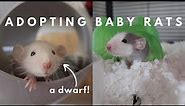 Bringing Home New Baby Rats!