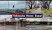 Yokosuka Naval Base Tour With Its Fully Bloomed Cherry Blossom