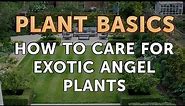 How to Care for Exotic Angel Plants