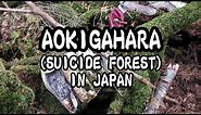 Aokigahara Forest (Fuji no Jukai) - Suicide Forest in Japan