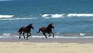 Wild Horses Running on Corolla Beach North Carolina