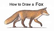 How to draw a Fox (Color)
