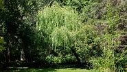 How to Grow and Care for a Weeping Willow Tree