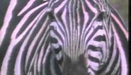 Animal Alphabet 1990 Movie Trailer