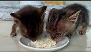 Two kittens eating delicious solid food