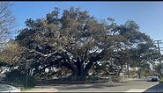 The largest Moreton Bay fig in the U.S.