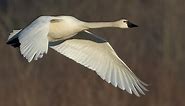 Tundra Swan Identification, All About Birds, Cornell Lab of Ornithology