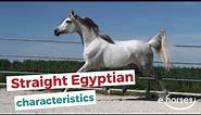 Straight Egyptian Horse | characteristics, origin & disciplines