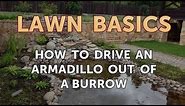 How to Drive an Armadillo Out of a Burrow