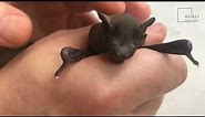 Little Brown Bat | The little brown bat is one of the most common species of bats in North America.