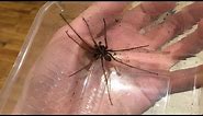 Giant Spiders in the UK! (Giant House Spider 2017)