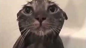 Cat Taking A Shower